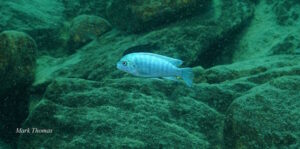 Metriaclima estherae 'Gome Rock'